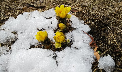 雪と黄色いお花